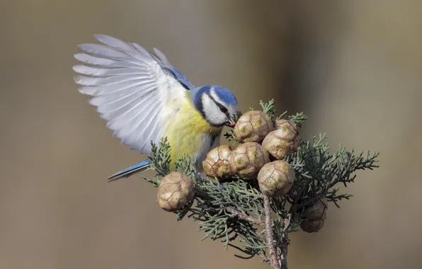 Bird, bumps, titmouse, tit