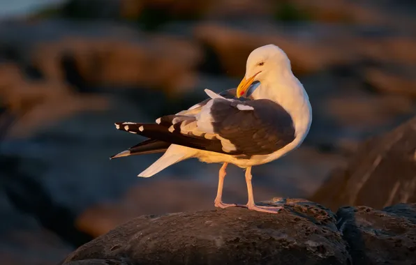 Stones, bird, Seagull, pond