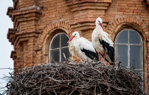 Birds, house, socket, storks