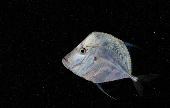 Background, fish, flat