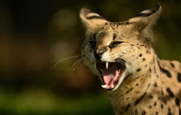 Fangs, big cat, Serval