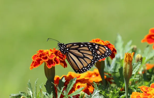 Butterfly, Flower, marigolds