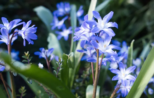 Leaves, light, flowers, spring, garden, blue, flowerbed, bokeh