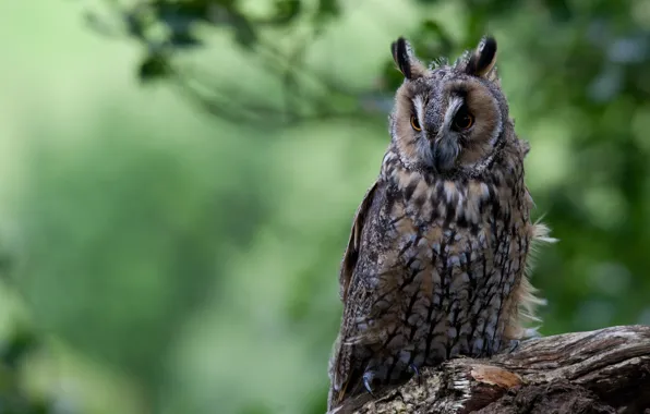 Picture bird, log, long-eared owl