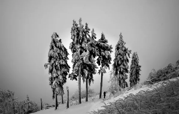 Winter, snow, fog