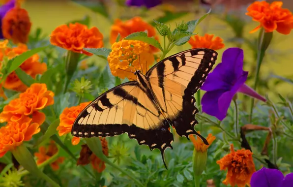 Flowers, butterfly, insect, Petunia, marigolds, swallowtail