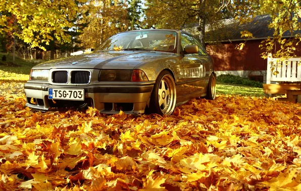 Bmw, autumn, leaves, orange, stance, maple