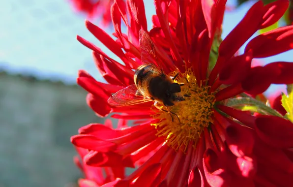 Picture flower, summer, bee