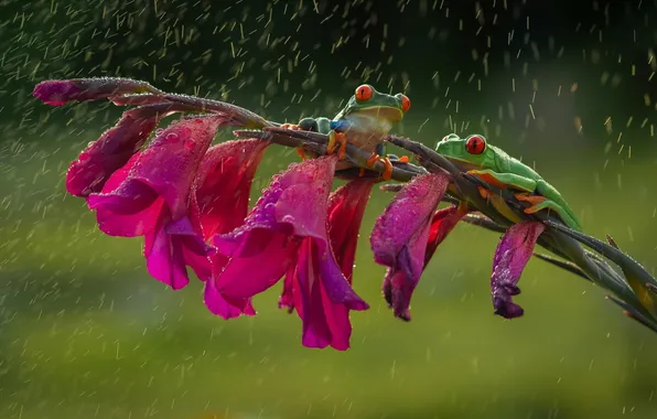 Flower, rain, legs, green, friendship, frogs, orange, red eyes