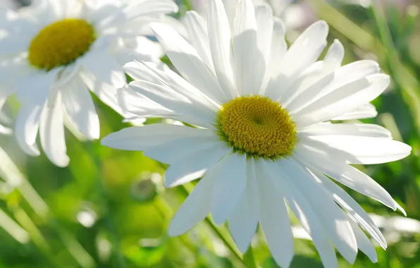 Macro, light, chamomile, petals