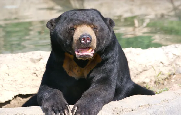 Solar bear, Ursus malayanus, honey bear