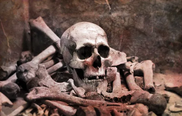 Wallpaper, skull, the remains, bones, skeleton, wallpaper, sake, picture