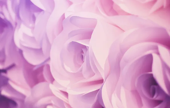 Picture flowers, background, roses