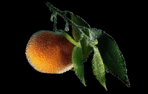 Drops, Rosa, sprig, photo, morning, leaves, bubbles, the fruit