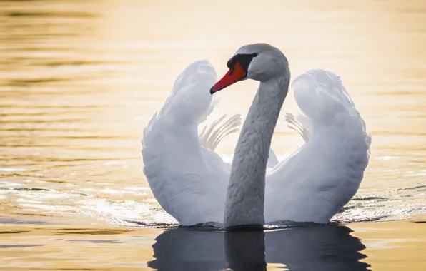 Picture water, bird, wings, Swan, neck