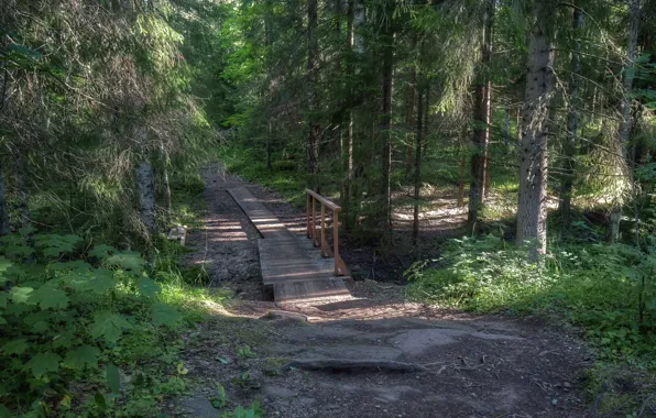 Forest, Track, The bridge