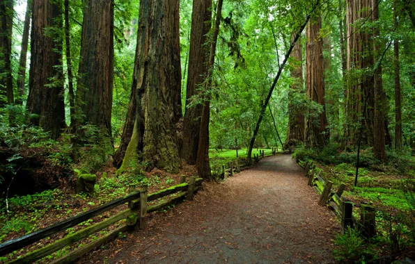 Forest, trees, the fence, CA, path, national Park, Redvud