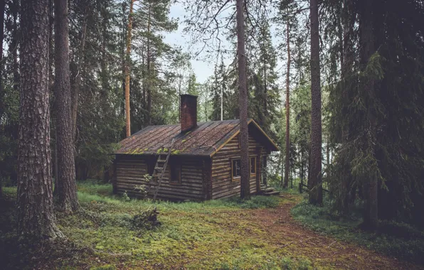 House, forest, trees, nature, woods, chalet, hut