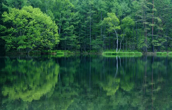 Forest, water, reflection, foliage, Lake