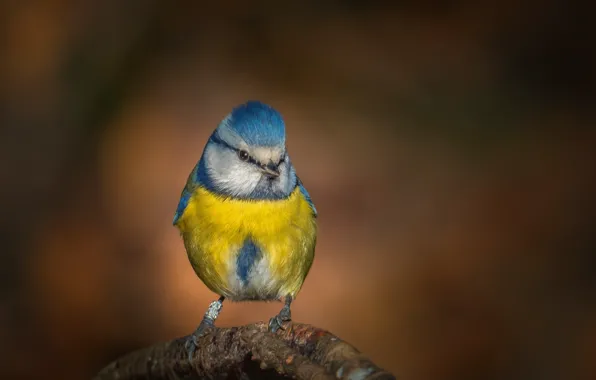 Picture nature, bird, tit, blue tit