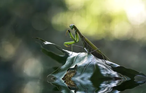Picture water, nature, sheet, mantis