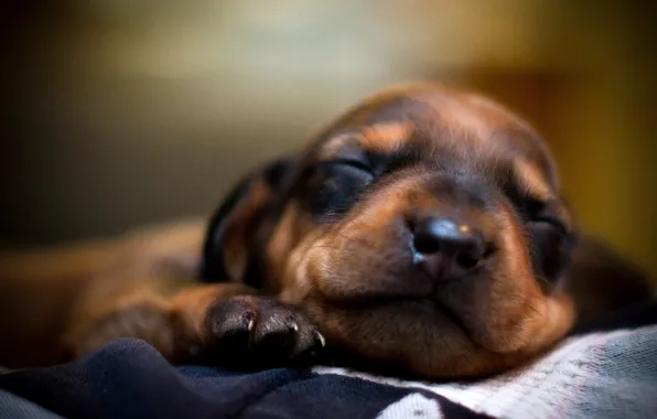 Face, sleep, dog, dog, sleeping, puppy