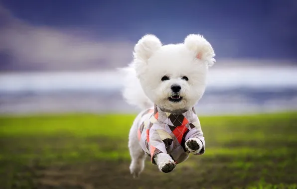Field, look, nature, pose, dog, running, outfit, face
