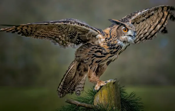Look, pose, background, owl, bird, stump, wings, needles