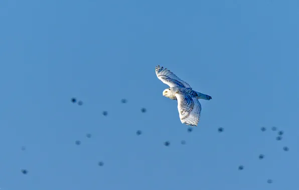 Flight, owl, wings, blue sky, snowy owl, wildlife