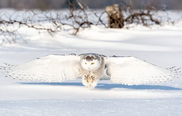 Winter, field, white, look, snow, flight, branches, owl