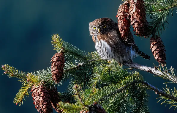 Look, light, branches, owl, bird, needles, bumps, owl