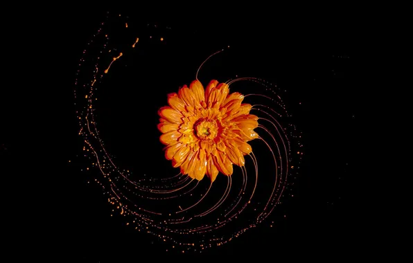 Flower, squirt, paint, gerbera