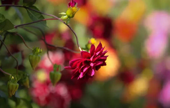 Summer, flowers, garden, stem, red, buds, flowerbed, bokeh