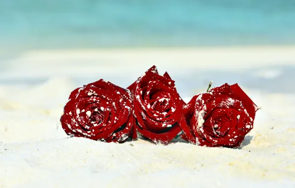 Sand, sea, beach, flowers, shore, roses, red, trio