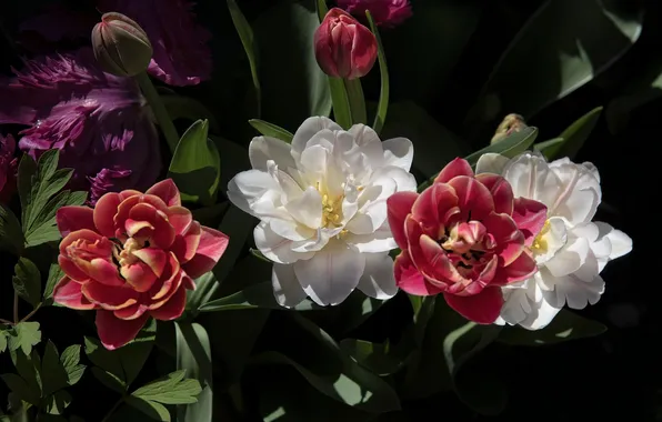 Flowers, the dark background, spring, tulips, red, white, flowerbed