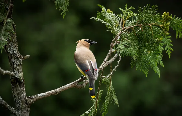 Bird, branch, cedar Waxwing