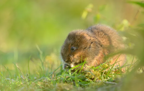 Picture grass, the water rat, water vole, Water Vole