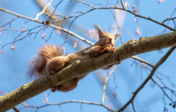 Picture trees, branches, nature, pose, protein, lies, rodent, neyo