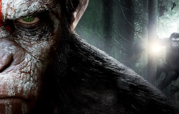 Cinema, monkey, forest, movie, animal, revolution, film, chimpanzee