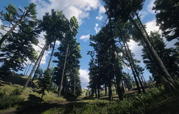 HDR, Clouds, Sky, Wood, Game, Trees, UHD, Red Dead Redemption 2