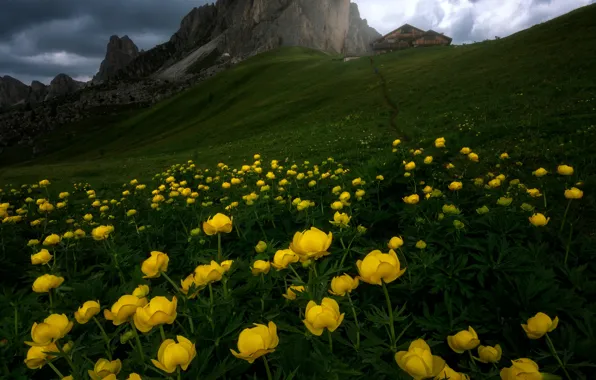 Flowers, mountains, yellow, slope, The Dolomites, globeflowers