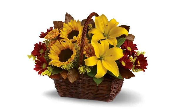 Sunflowers, flowers, yellow, Lily, white background, basket, chrysanthemum