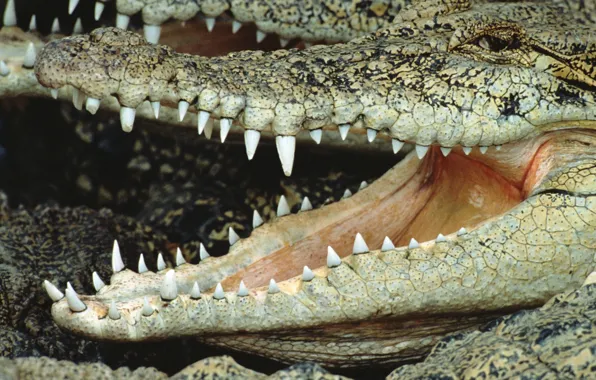 Teeth, crocodile, mouth