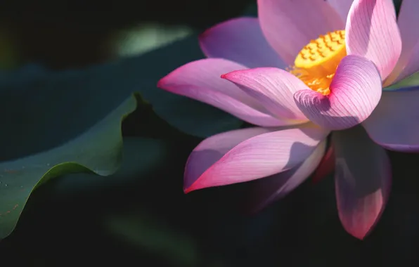 Leaves, macro, flowers, close-up, the dark background, petals, Lotus, pink