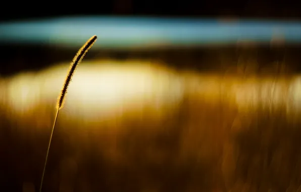 Wheat, field, macro, background, Wallpaper, ear, rye, blur