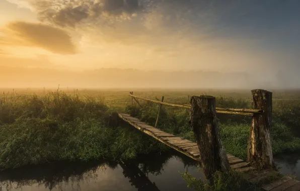 Grass, fog, lake, shore, morning, river, the bridge