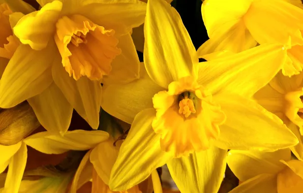 Flowers, yellow, daffodils