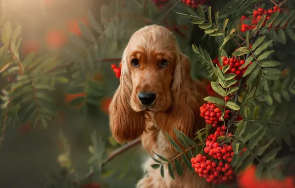 Leaves, branches, berries, dog, face, Rowan, Cocker Spaniel, Natalia Stepanova