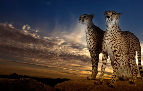 The sky, clouds, clouds, nature, stones, background, pair, Cheetah