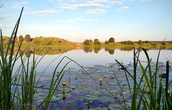 The sky, lake, water lilies